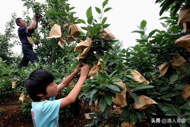 苹果套袋多少钱一个,苹果为什么要套袋