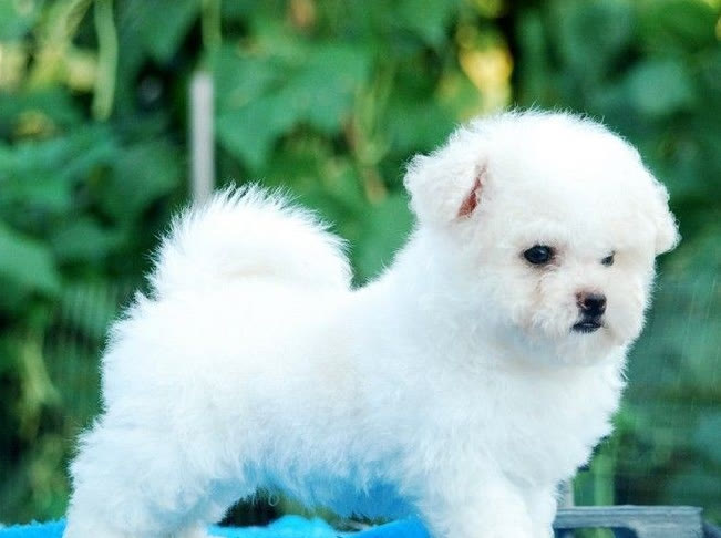 比熊一顿吃多少狗粮合适,比熊一顿吃多少狗粮合适两个月