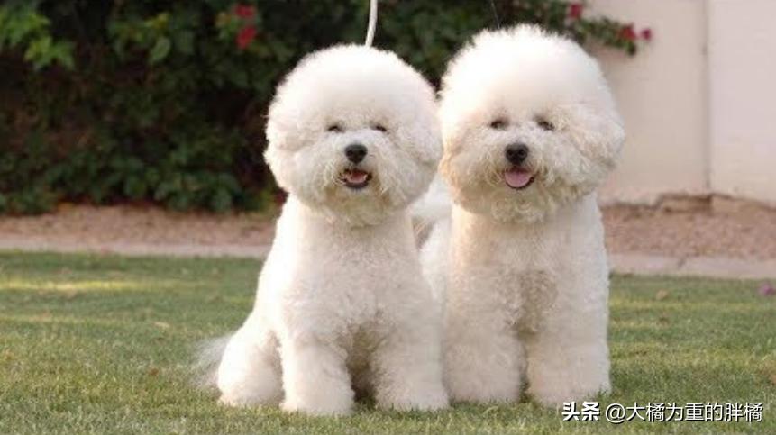 比熊幼犬要杀虫吗,比熊犬需要每个月都驱虫吗