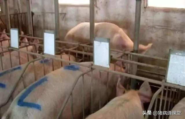 母猪深部输精和浅部输精的区别,怎么判断母猪是否输精