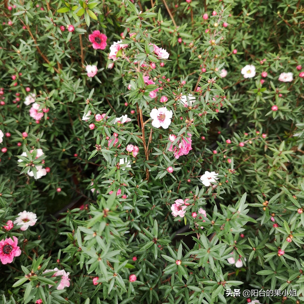 岁寒三友的梅指什么,岁寒三友指的是什么花