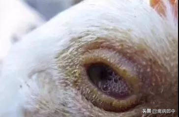 鸡的眼睛肿了是怎么回事呢,大鸡肿眼睛是什么原因