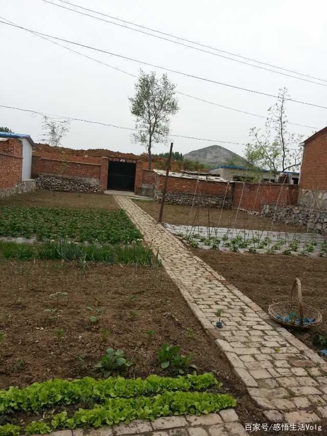 乡情散文：小院，童年