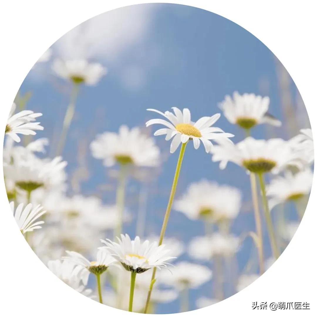 铲屎官们请注意！这些花草不能养，严重可致猫命