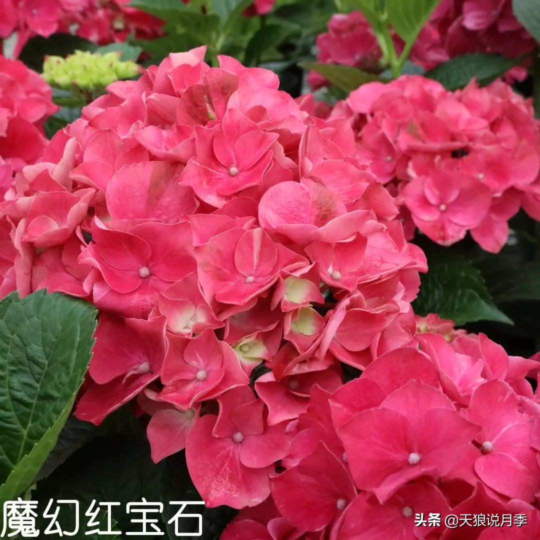 绣球季家里不缺花，全场8折迎初夏