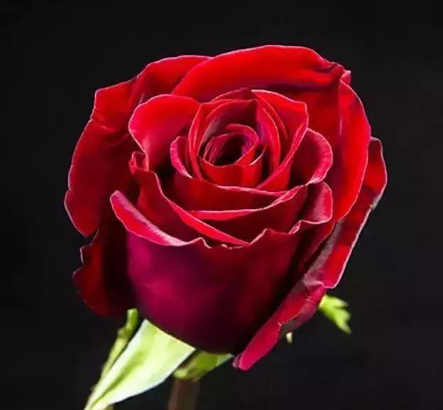 100种玫瑰品种图鉴大全,100种玫瑰品种图解