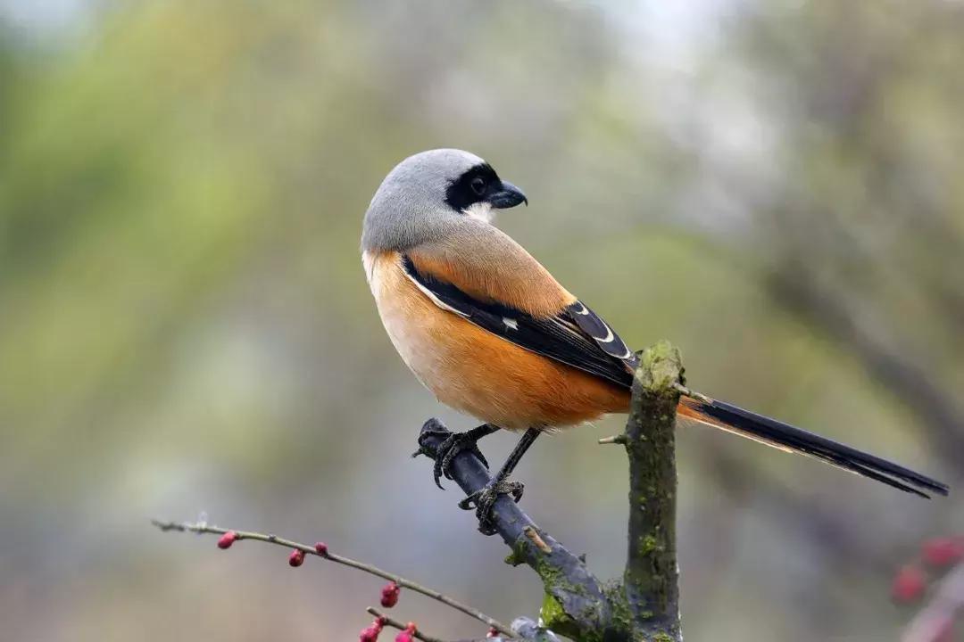 秦皇岛候鸟观赏地,秦皇岛初冬鸟类