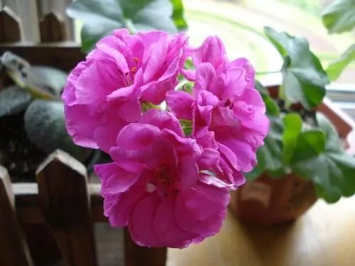 为什么有的天竺葵不开花,天竺葵不开花是什么原因呢