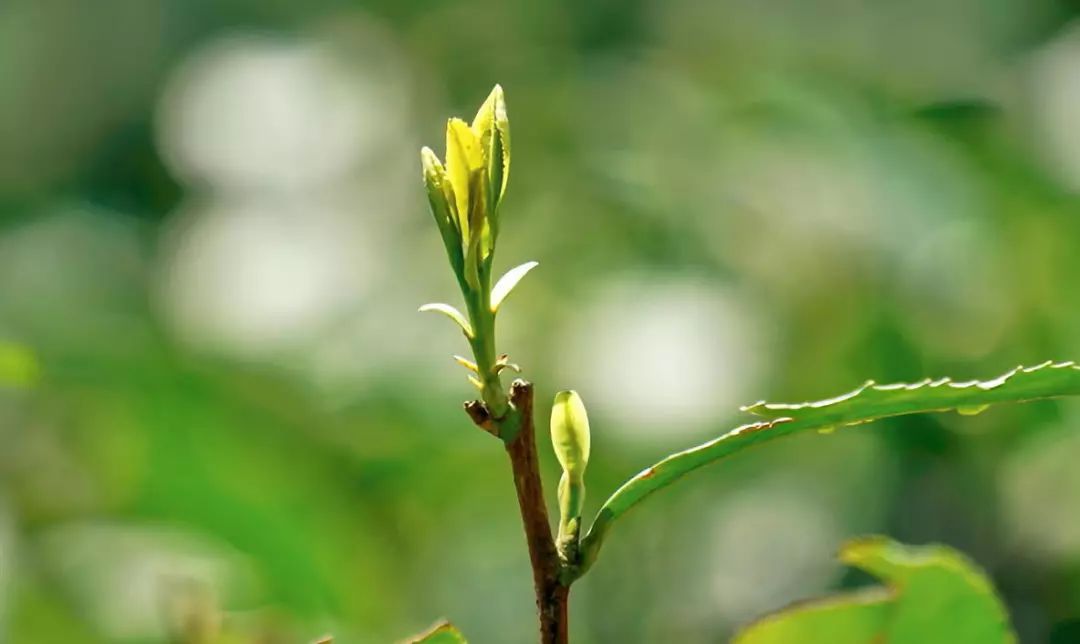 白茶红茶绿茶黑茶什么意思,绿茶红茶黑茶白茶哪个对身体最好