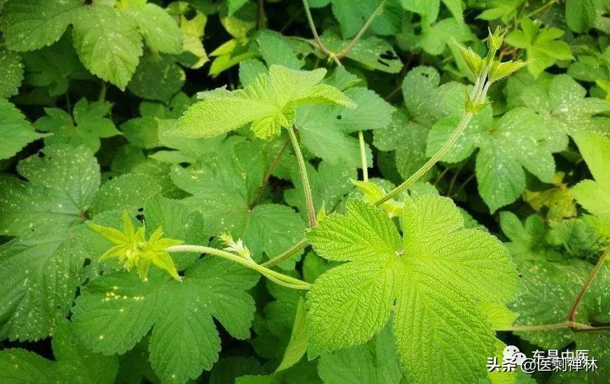 拉拉秧加艾草煮水泡脚能治腹泻吗,拉拉秧煮水能治宝宝拉肚子吗