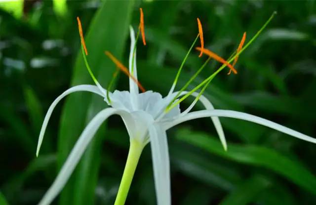 赏花时间表,赏花季节及图片