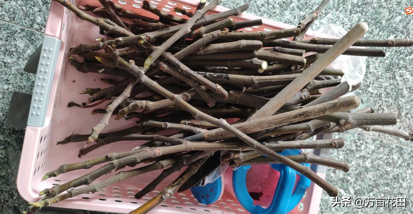 月季高压扦插生根最快方法,高压繁殖跟扦插有什么区别