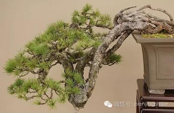 大师级老桩盆景欣赏,精美绝伦的老桩盆景