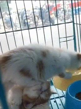 鎼炵瑧gif鎴戠煡閬撲綘鏄釜濡瑰瓙,鎼炵瑧gif娈靛瓙濡瑰瓙浣犲お鐨簡