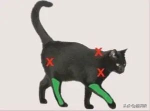 猫咪接种疫苗后局部红肿怎么处理,猫咪接种疫苗后哪些反应是正常的