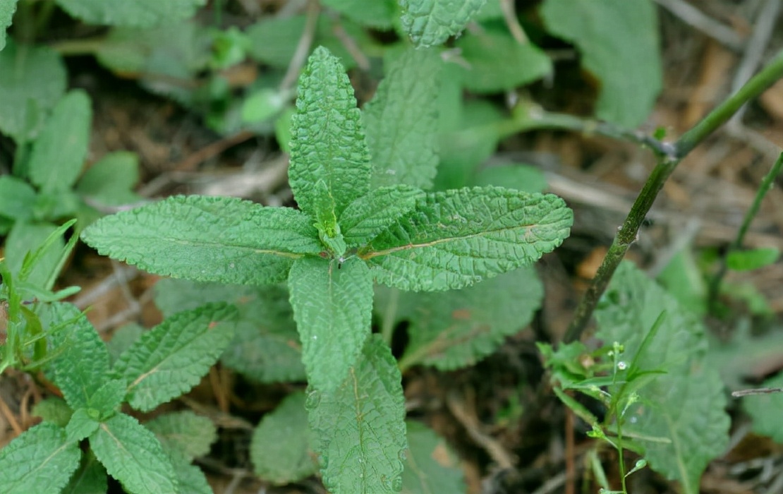 常被误认成薄荷，却是“荔枝草”，若遇到了，记得薅一把带回去