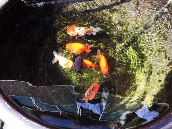 饲养大型冷水观赏鱼有哪些,冷水观赏鱼可以用加温棒吗