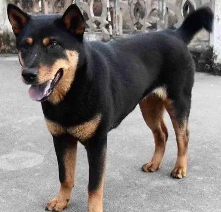 狗狗突然不吃食物没精打采怎么办,狗狗吃过的食物我们现在可以吃吗