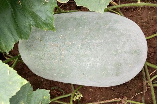 关于德国有哪些鲜为人知的冷知识,关于德国的小知识