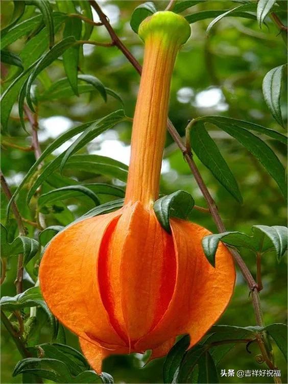 送给群友的美图,最新群相册大全