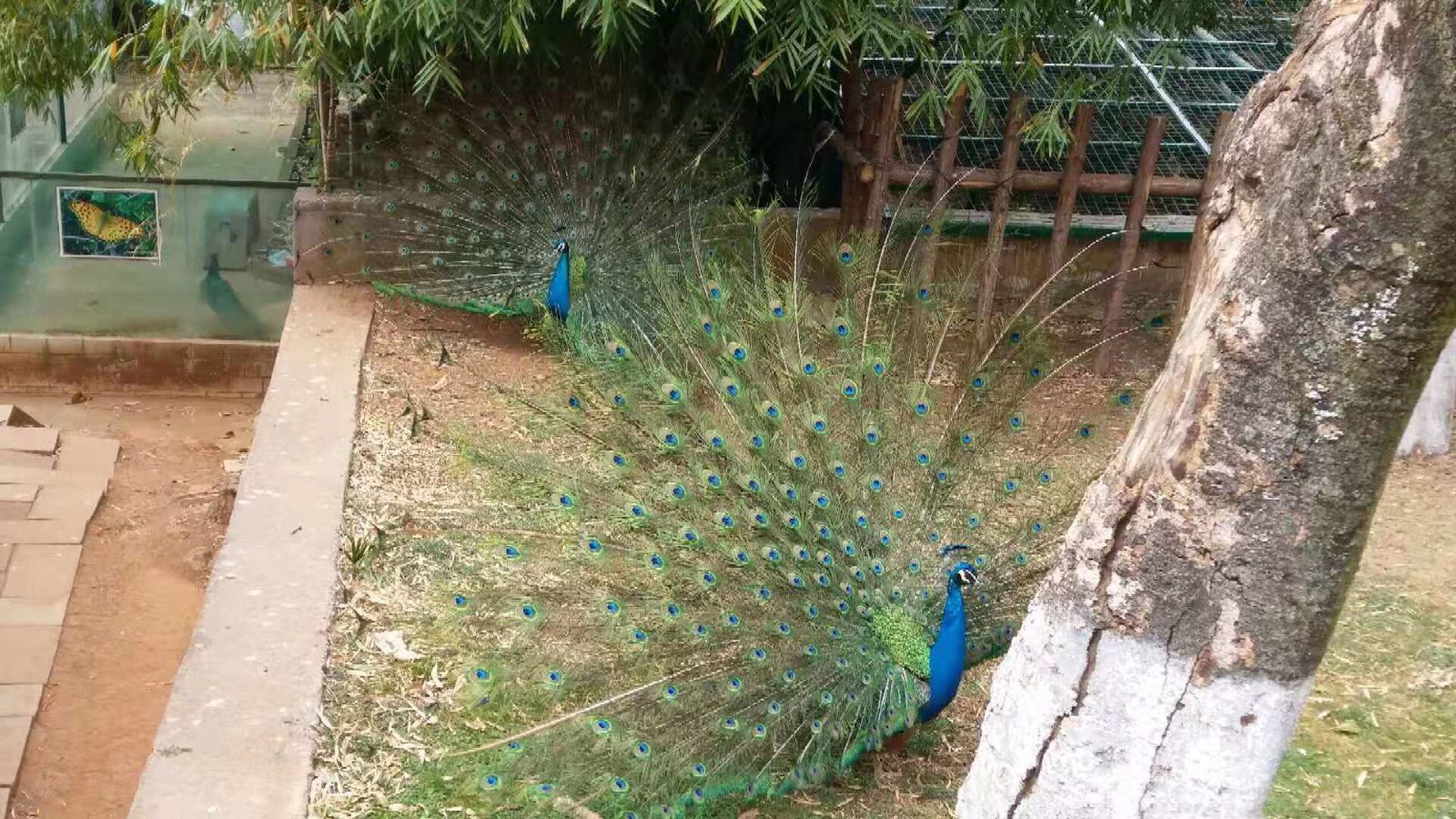 昆明有哪些景点值得去游玩呢,昆明有哪些旅游景点比较好玩的