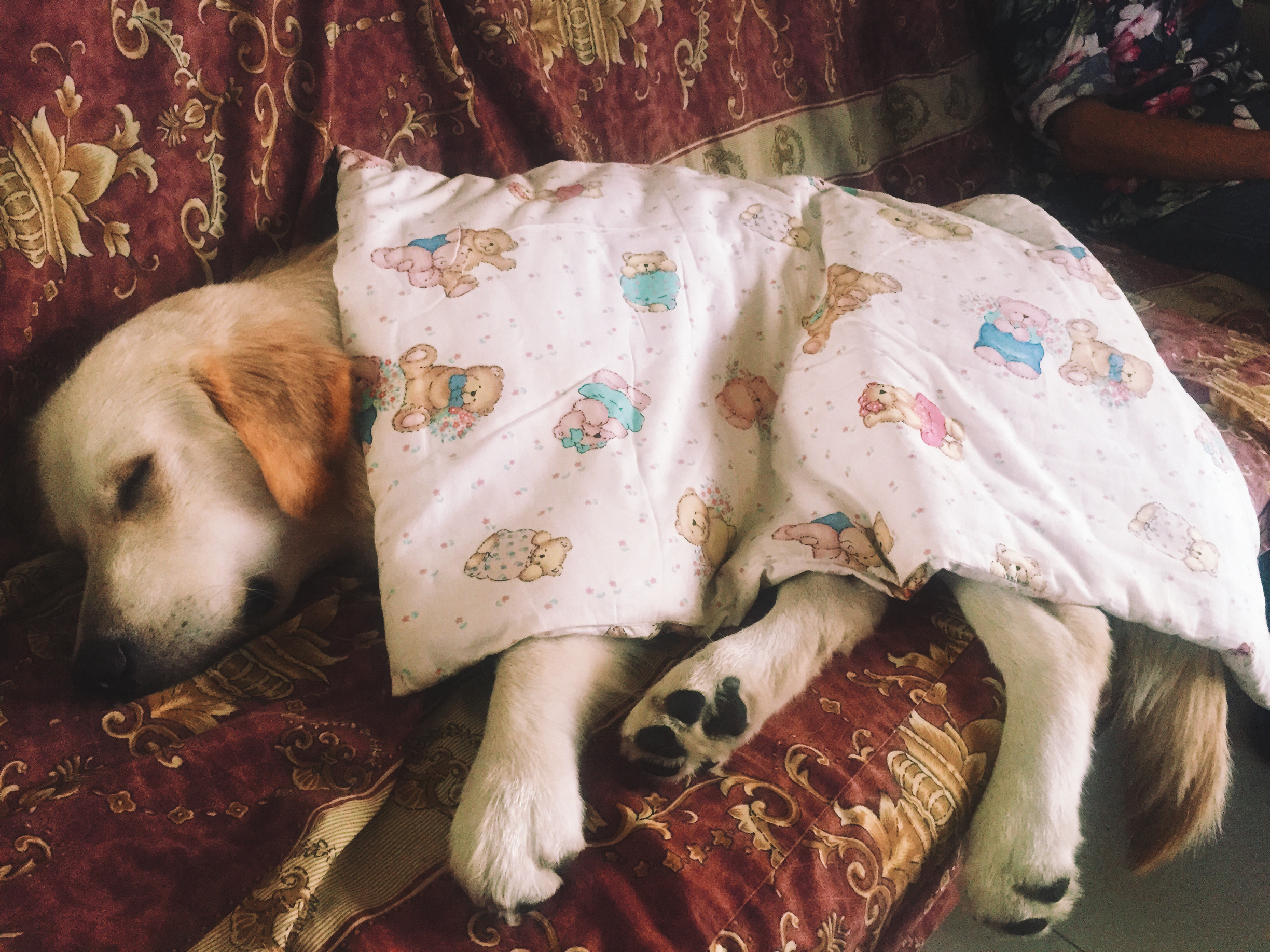 铲屎官用5年的踩雷经验来告诉你，初次养狗要注意的十个问题