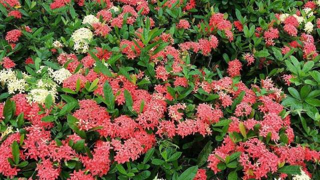 植物都有哪些奇妙之处,植物的奇特现象有哪些