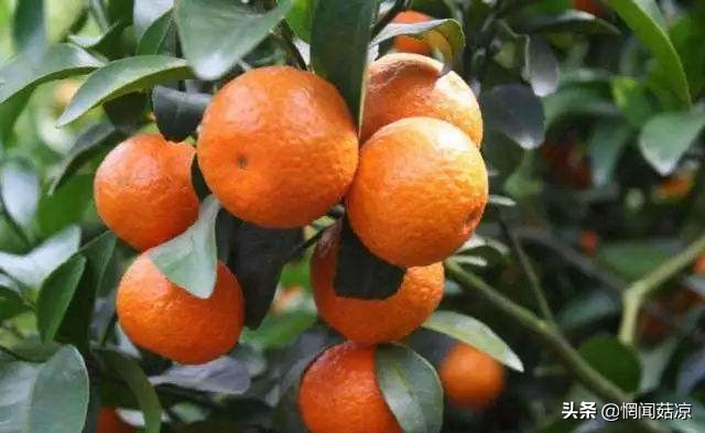 扒一扒那些惊艳了你的名字,扒几种你不一定吃过的水果