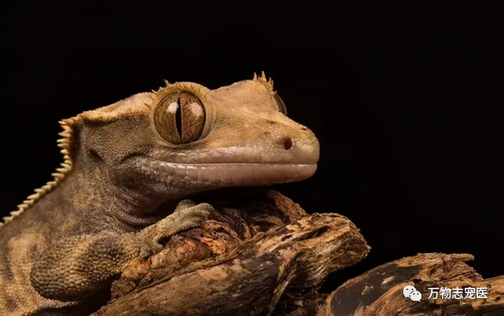 新宠到家笼养几天,新手饲养守宫必备什么品种