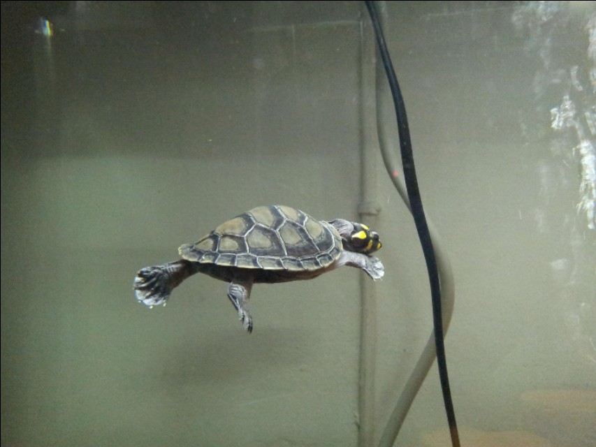 水族箱养鱼龟混养造景,热带鱼混养龟最佳搭配