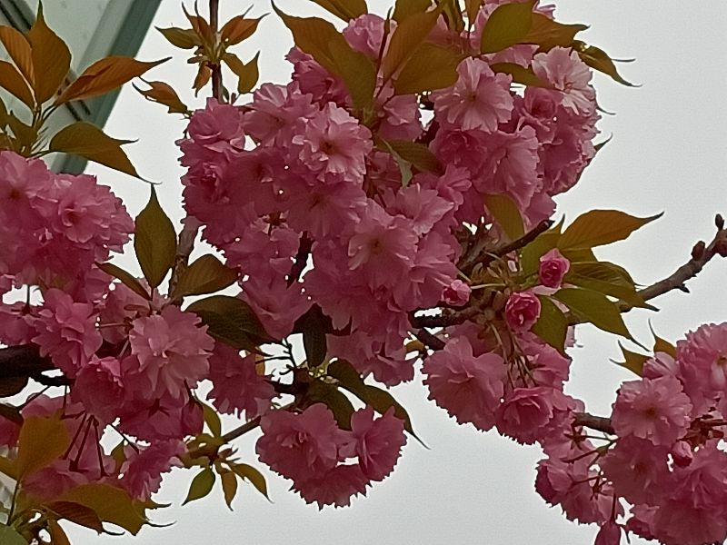 岳父怕岳母,怕丈母娘怕老婆