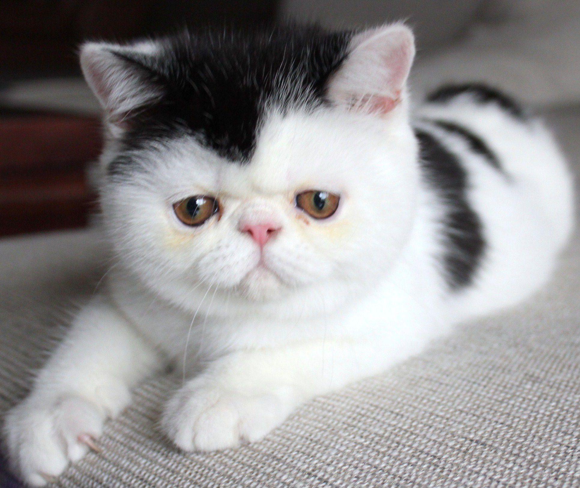 最懂事的猫,猫懂事