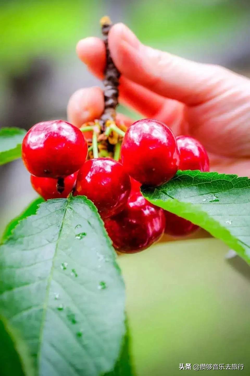 汶川三宝特色水果产业,汶川三宝果园
