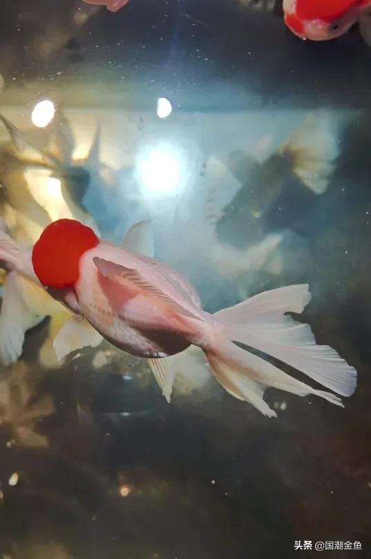 除夕“集五福”!五种福气满满的金鱼,祝您年年有余