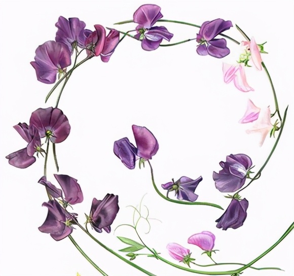 花花边框图片大全简单又漂亮,花花边框视频素材