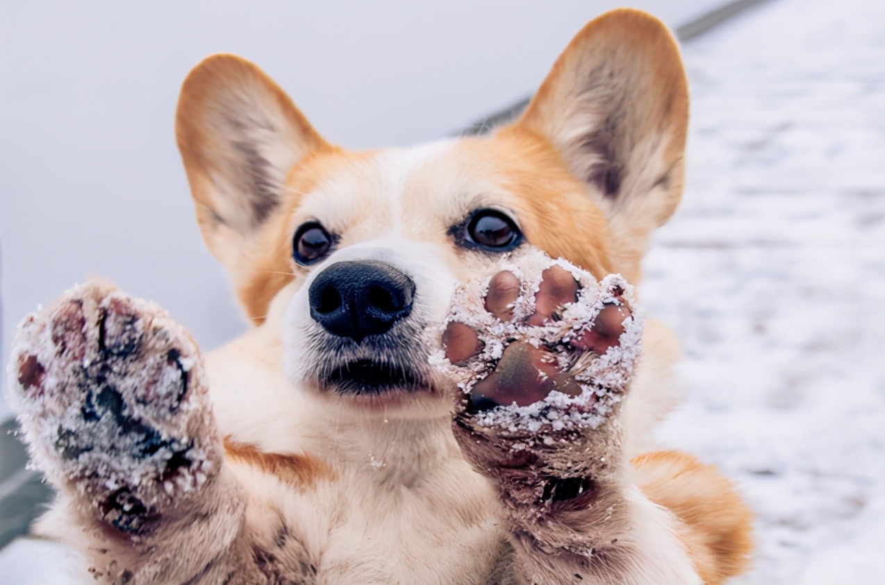 狗狗脚擦伤了应该怎么办才正确,狗狗被其他狗咬伤了怎么处理伤口