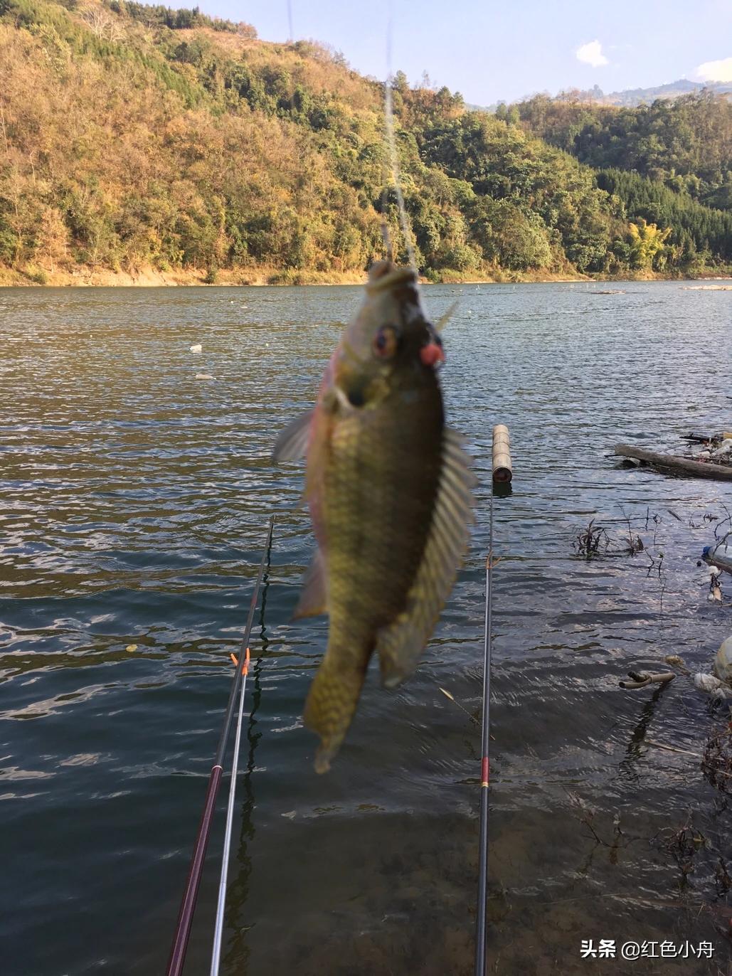 为什么我喜欢硬竿钓鱼,4.5米的鲫鱼竿能钓大鱼吗