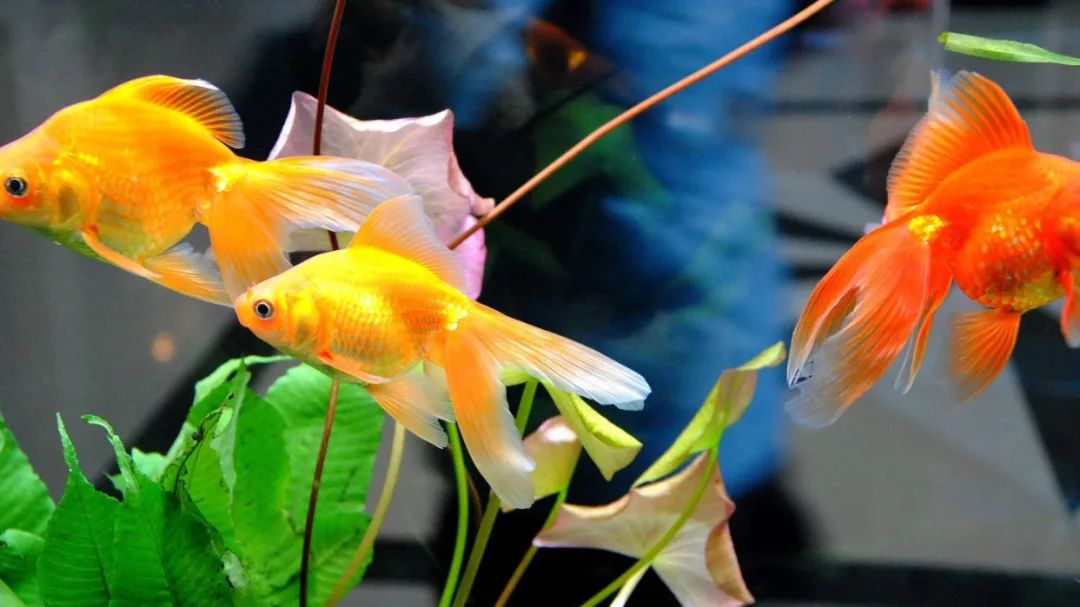 海边风景油画棒教程儿童画,油画棒画美人鱼儿童