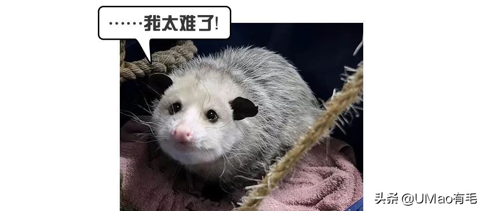 零食罐和主食罐吃哪个,主食罐零食罐