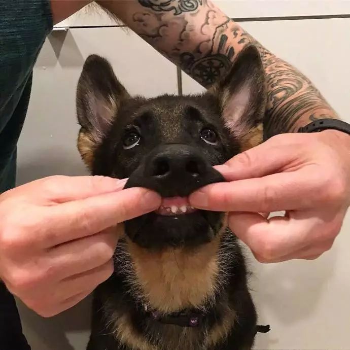 猫砂丢干垃圾还是湿垃圾,猫砂和猫屎可以扔垃圾桶吗