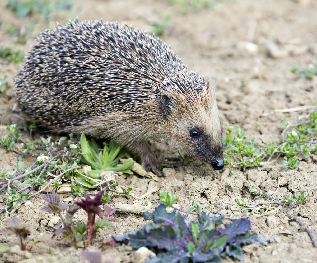 “科普+普法”哈——老领导孙明勇《一只小刺猬的联想》