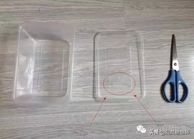 守宫最佳繁殖方法,守宫小技巧