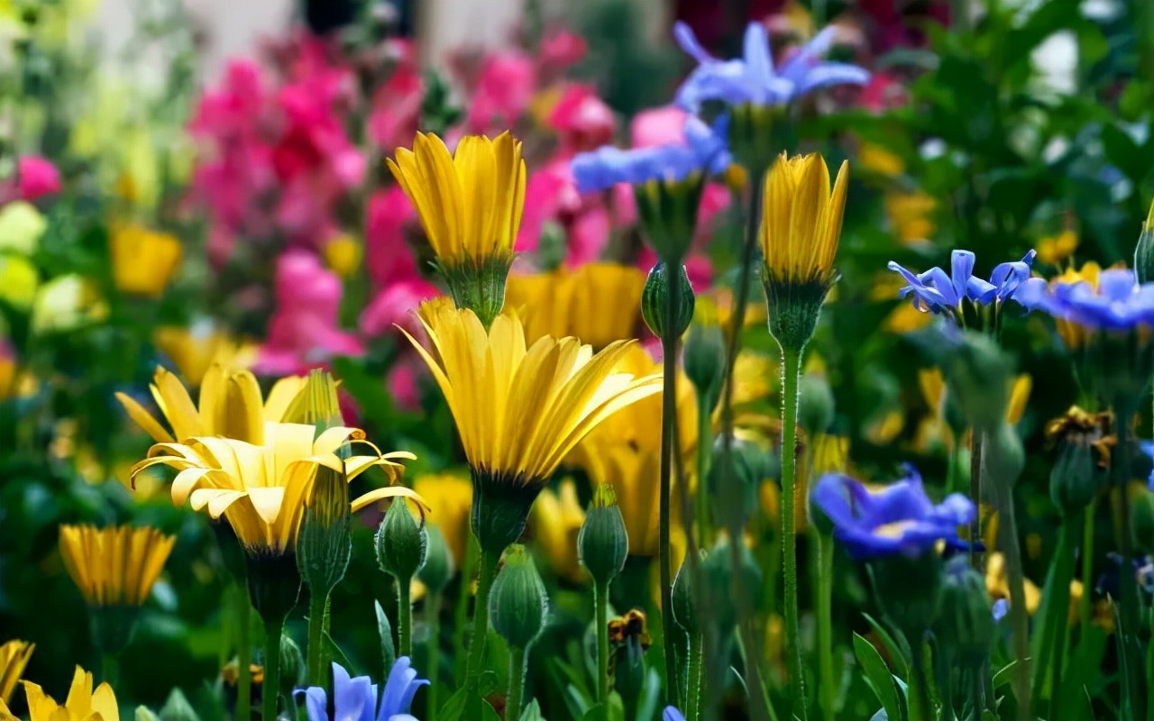 园林花卉学知识点,园林花卉学第三版知识点