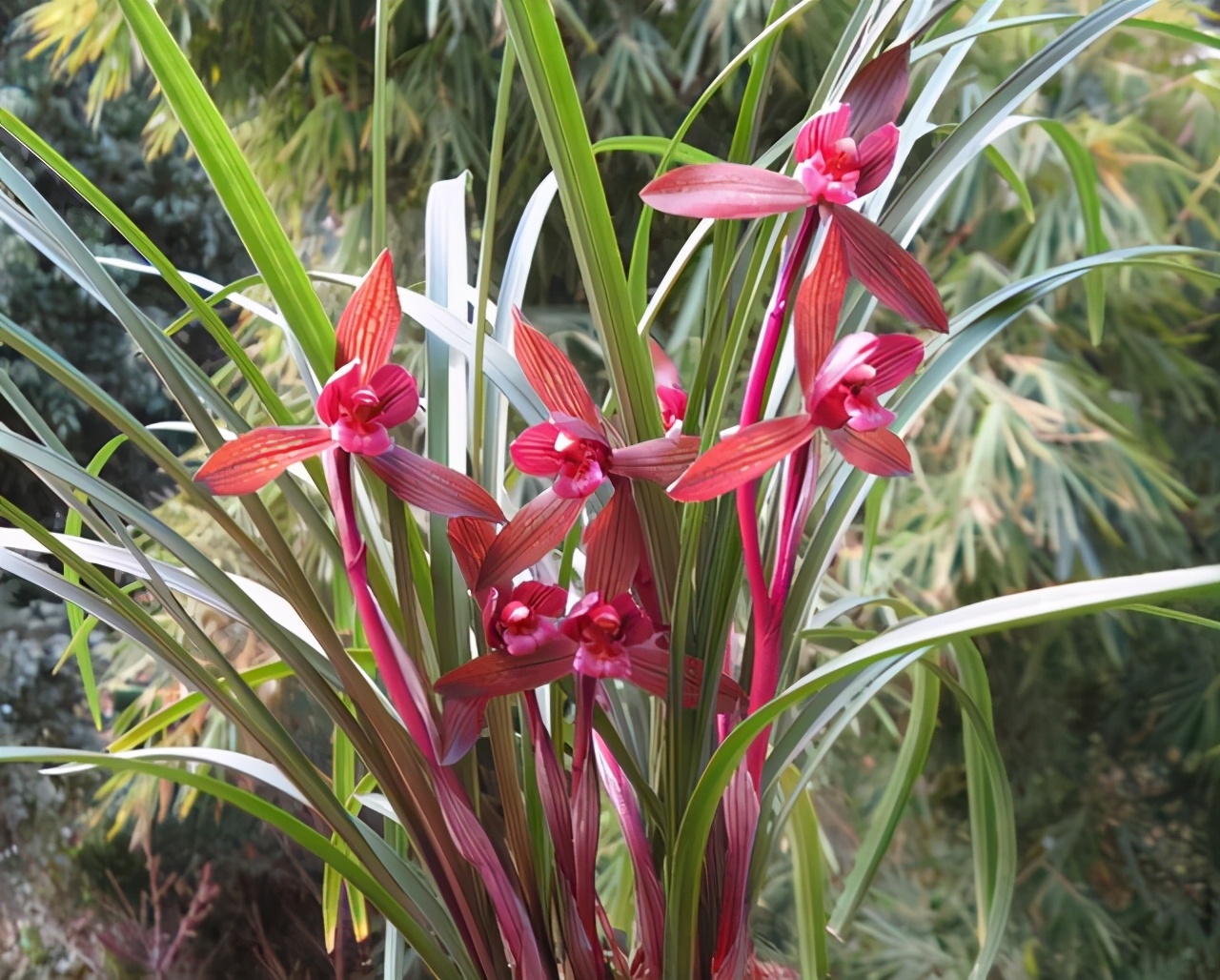 云南第一红素兰花,高档兰花云南红素