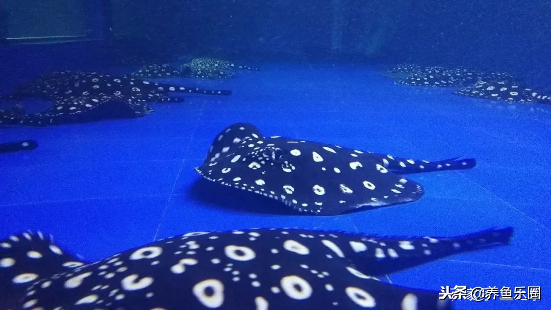 这位土豪家的渔场,光滤材就花了500多万,你确定不要见识一下?