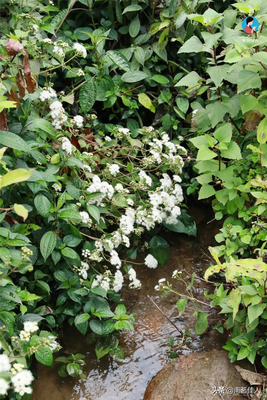 冰岛五寨糯五价格,冰岛五寨谁最有性价比