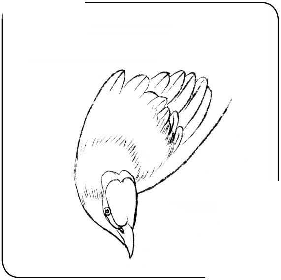 国画初学者入门步骤鸟禽,国画各种鸟类画法大全