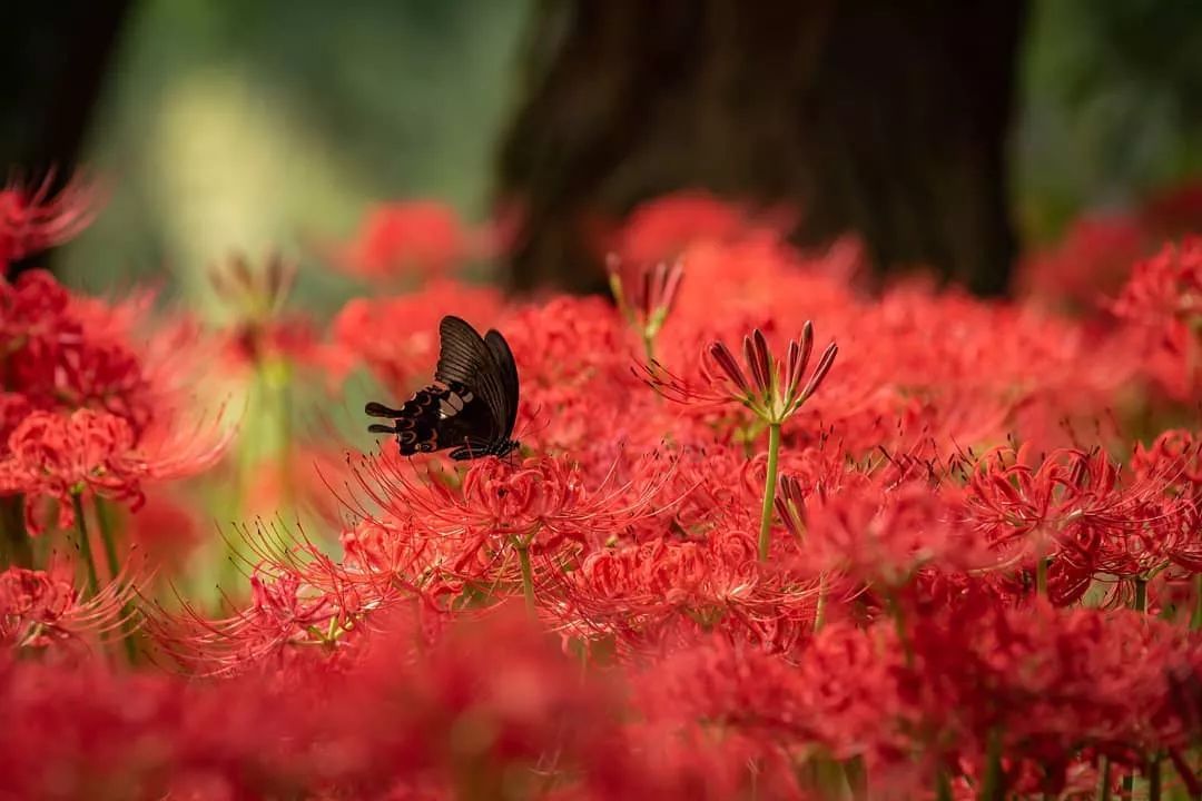 被误读的彼岸花，就是“阑边不见蘘蘘叶，砌下惟翻艳艳丛”之石蒜