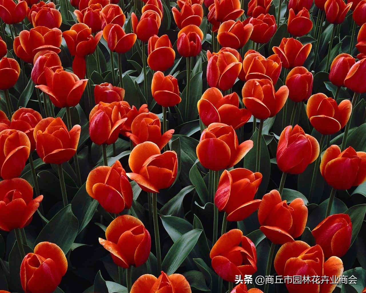 花萎蔫之后怎么处理掉,花卉枯萎病怎么治疗