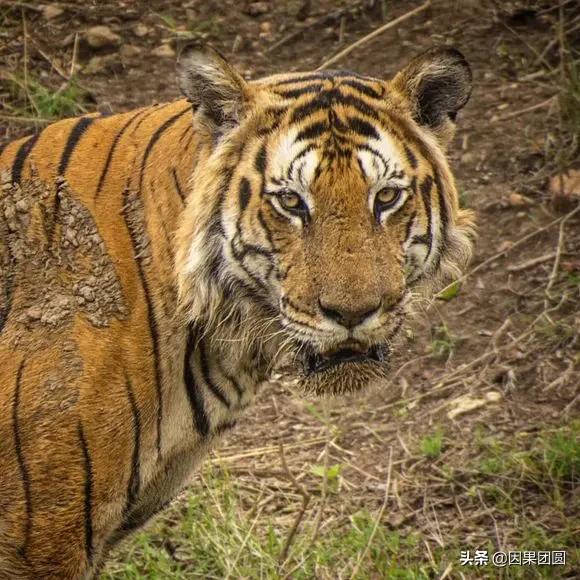 虎王拉贾孩子,虎王拉贾儿子怎么死的